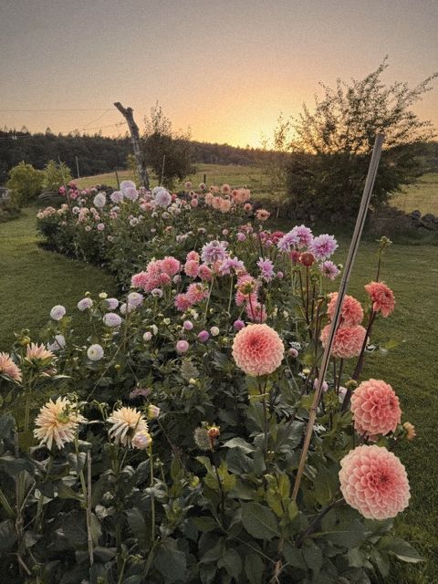 Dahliaodlingen i solnedgången