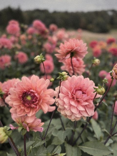 Rosa dahlior i full blom i odlingen