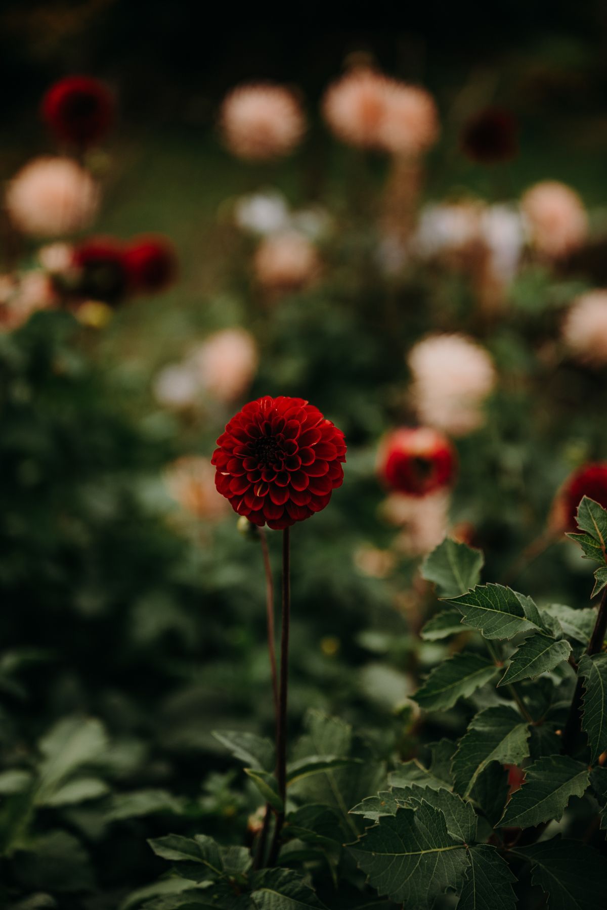 En mörkröd dahlia bland ljusrosa knoppar