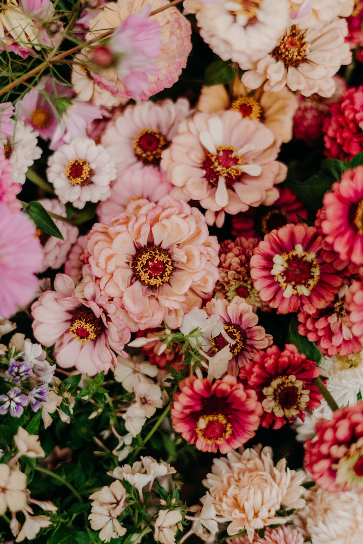 Täta rader av rosa och korallfärgade zinnior